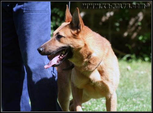 Bastos3-Patrouille-2009