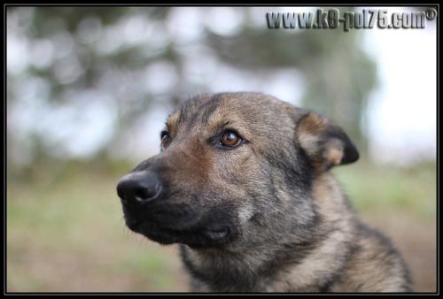 Dexter1-Explo-27.01.2011-