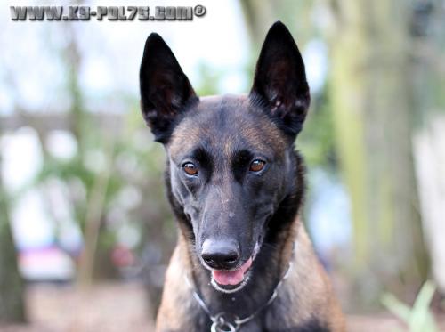 Elite2-STUP-24.01.2015-