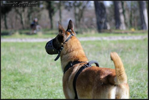 Feline1-DetectInter-22.03.2012 (1)