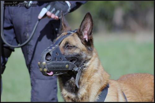 Feline2-DetectInter-22.03.2012 (1)