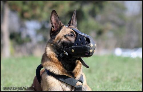 Feline3-DetectInter-22.03.2012 (1)