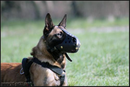 Feline5-DetectInter-22.03.2012