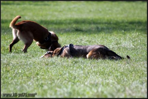 Feline et Punch1-DetectInter-22.03.2012 1