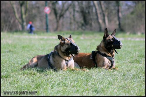 Feline et Punch2-DetectInter-22.03.2012