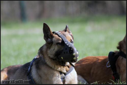 Punch1-DetectInter-22.03.2012 (1)