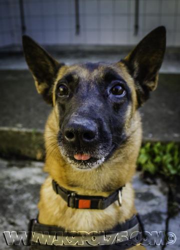 STUPCora2-28122016small