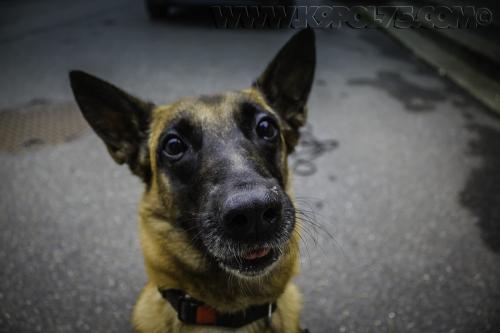 Cora02small-27072017-