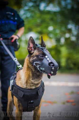 GrpeStagePatrol11-22092017small