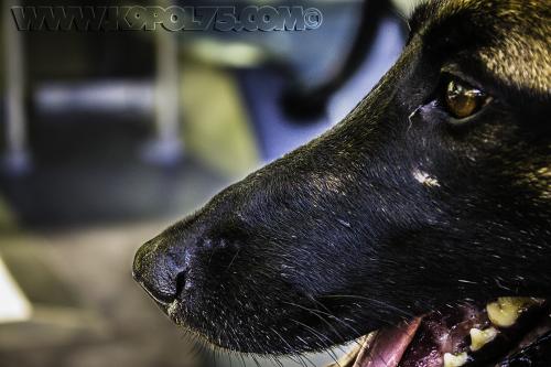 Guess1-Xplo-06012017small