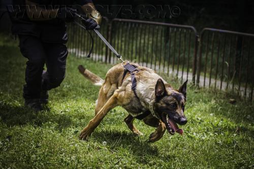 Kalash03-03072017small