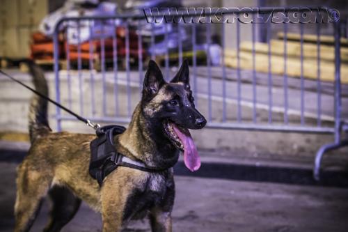 Lexi01-18072017small