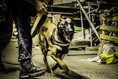 Luna03small-10062017-