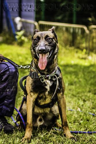 Paddy02-03072017small