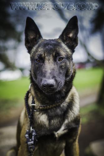 SulkySTUP1small-24032017-