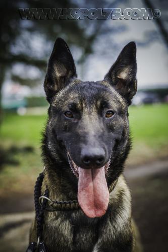 SulkySTUP3small-24032017-