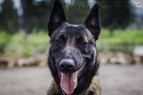 SulkySTUP4small-24032017-