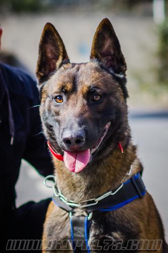 Baddy1-small-21032018-