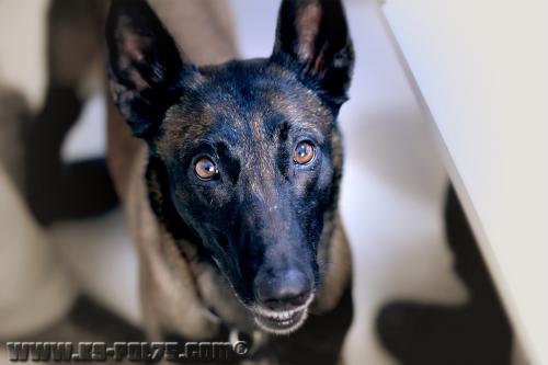 Elite1-STUP-20.01.2015- 1