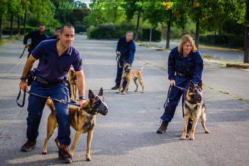 GrpeStageDI2-18092018-