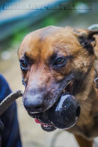 Gypsie1Small-28022018-