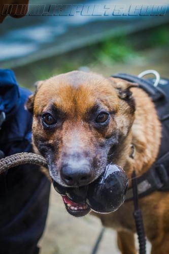 Gypsie2Small-28022018-