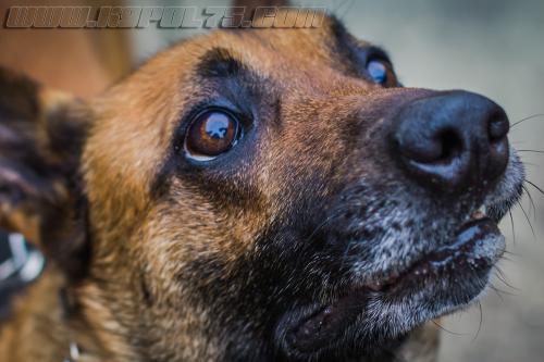 Gypsie3Small-28022018-