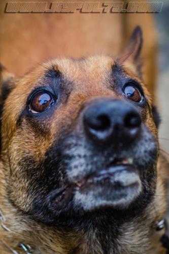 Gypsie4Small-28022018-