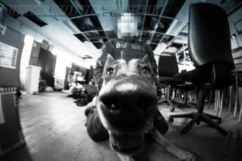 Iago1-small-09012018-