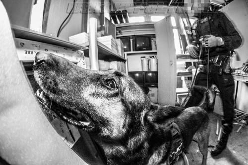 Iago2-small-09012018-