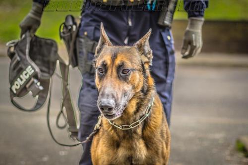 Iago2-small-21032018-