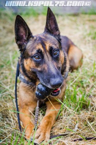 Iago3-06092018-