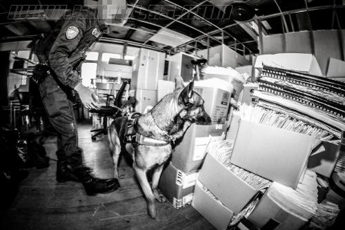 Iago4-small-09012018-