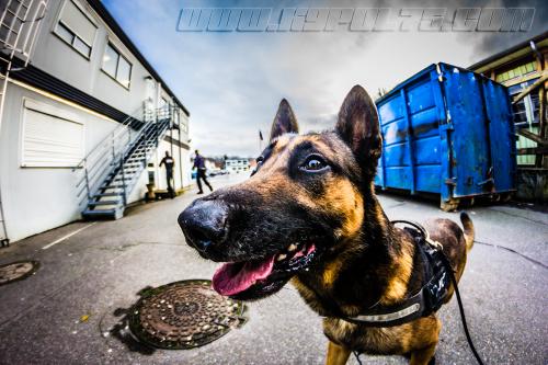 Iago5-small-09012018-