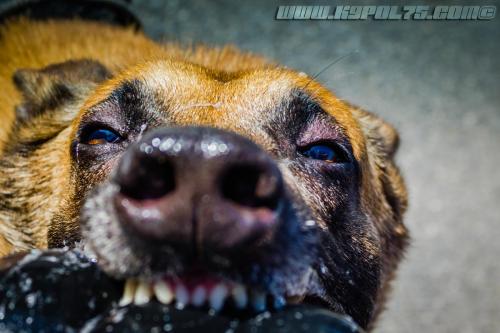 Illex1-BIG-19072018-