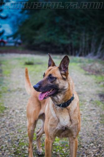 Illex1-small-02022018-