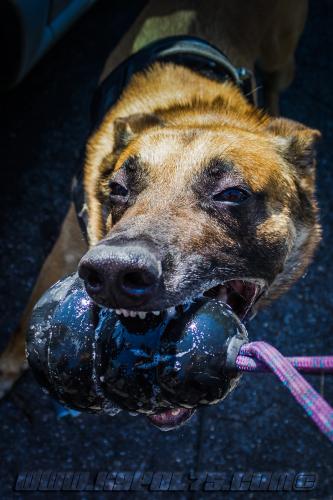 Illex3-BIG-19072018-