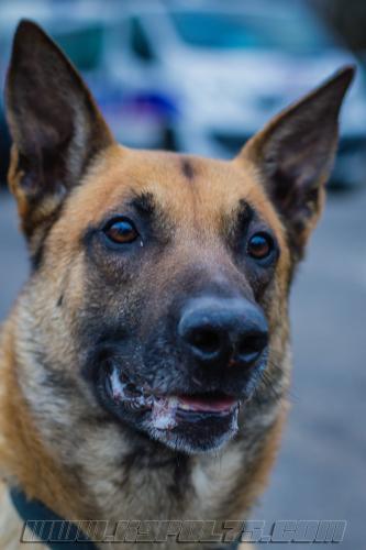 Illex6-small-02022018-