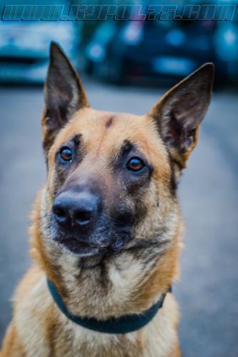 Illex7-small-02022018-