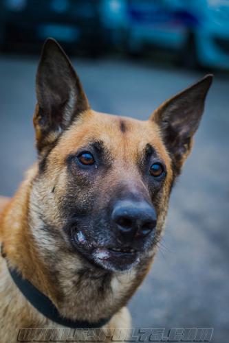 Illex8-small-02022018-