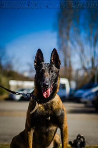 Iron2-small-14032018-