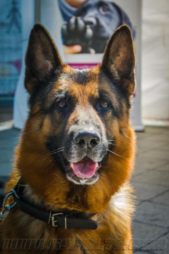 Izno2-small-05052018-