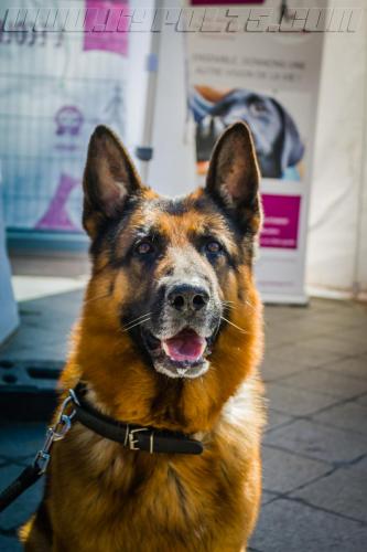 Izno3-small-05052018-