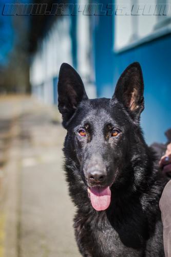 JpV3Jarod-small-14032018-