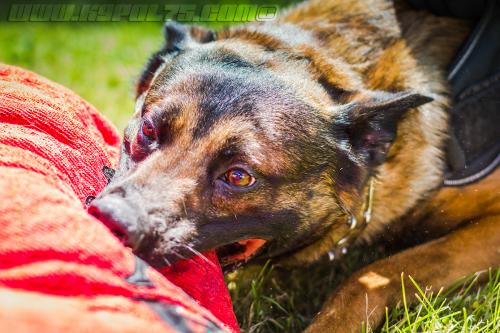 Kalash1-small-22062018-