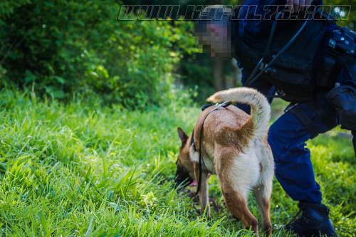 Lana1-small-05052018-