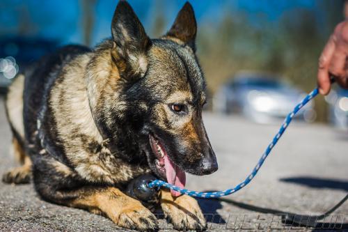 Lenta4-small-14032018-