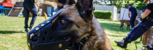 Patrol-finStage1-small-29062018-