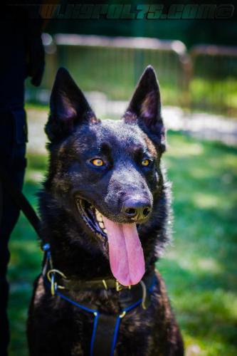 Patrol-finStage13-small-29062018-