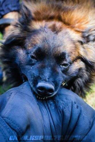 Patrol-finStage17-small-29062018-